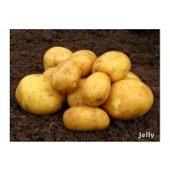 Kartoffelsamen Knolle "Jelly" 50 Stück