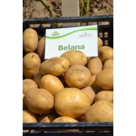 Kartoffelsamen Knolle "Belana" 50 Stück