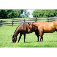   Grassamen Professionelle Weidemischung Pferdestärken (trockenheitstolerant) 25 kg