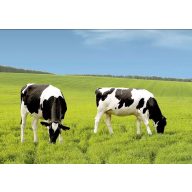   Grassamen Professionelle Weidemischung Genius (Rinderweide) 25 kg