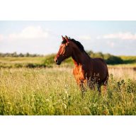   Grassamen Professionelle Weidemischung Pegazus (Pferdeweide für Feuchtgebiete) 25 kg