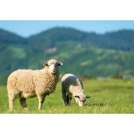   Grassamen Professionelle Weidemischung Favorit (Schafweide) 25 kg