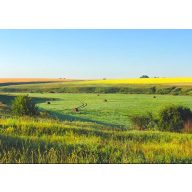   Gras-Saatgut Professional Mäh- und Weidemischung Ökomix 25 kg