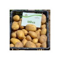 Kartoffelsamenknolle "Milva" 50 Stück