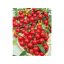 Tomatenmischung 6er-Pack Setzlinge