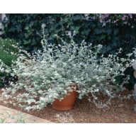 Bakopa Erdbeerausläufer-Mix 6er-Pack Setzlinge