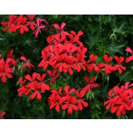   Muskatnuss- und Mückenschutzmischung für Läufer 6er-Pack Setzlinge