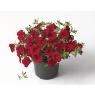 Petunia runner mix 6er Pack Setzlinge