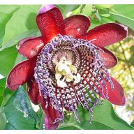 Riesige Passionsblume (Passiflora quadrangularis) 5 Samen