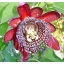 Riesige Passionsblume (Passiflora quadrangularis) 5 Samen