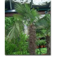 Chinesische Hanfpalme (Trachycarpus fortunei) 5 Samen