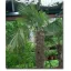Chinesische Hanfpalme (Trachycarpus fortunei) 5 Samen