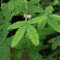 Mimosa pudica (Mimosa pudica) 5 Samen