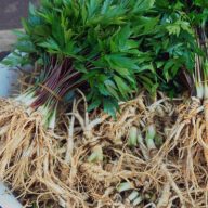 Echter Ginseng (Panax ginseng) 5 Körner