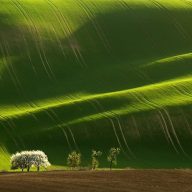 AKG Grüner Zucker 1 Grassamenmischung 25 kg