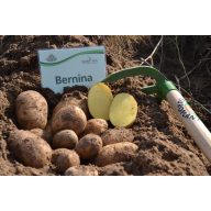 Kartoffelsamenknolle "Bernina" 50 Stück