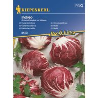 Kopfsalat Radicchio Indigo 40 Körner Kiepenkerl