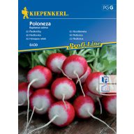 Monatlich Rettich Poloneza 10 fm Kiepenkerl
