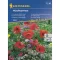 Nützlicher Insektengarten Blumensamenmischung 30 m2 Kiepenkerl