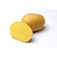 Kartoffelsamen Knolle "Anuschka" 50 Stück