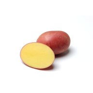 Kartoffelsamen Knolle "Red Sonia" 50 Stück