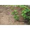 Apfelgitter Docht Spalier natur 0,5x1,5 m