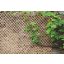 Apfelgitter Docht Spalier natur 0,5x1,5 m