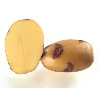   Kartoffel-Saatgutknolle mit lila Samen "Blue Belle" 50 Stück