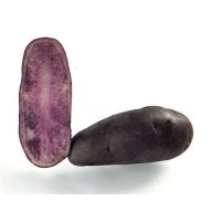 Kartoffelsamen Knolle Lila "Fleur Bleue" 50 Stück