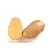   Pflanzkartoffelknolle "Samba Grill" Grillkartoffeln 50 Stück