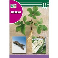 Ginseng Rocalba 4 Körner