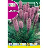 Zierpflanze Rocalba Rocalba 1 g