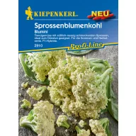 Blumenkohlblütenknospen Blumini F1 Kiepenkerl 15 Stück