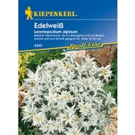 Nadelbaum-Pappel Kiepenkerl 30 Stück