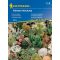 Kakteen - eine Mischung aus beliebten Sorten Kiepenkerl 20 Stück