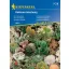 Kakteen - eine Mischung aus beliebten Sorten Kiepenkerl 20 Stück