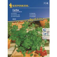 Korianderblatt Caribe Kiepenkerl ca. 250 Samen