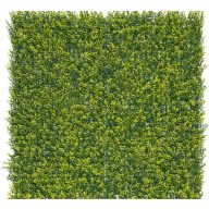 Grüne Wand mit Buxusblättern Vertikaler Buxus 1mx1m