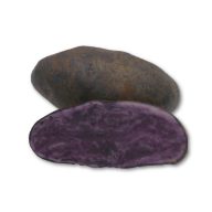   Kartoffelsamen Knolle lila "Blaue St. Galler" 50 Stück