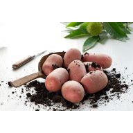 Kartoffelsamen Knolle "Otolia" 50 Stück