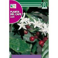 Arabica-Kaffeestrauch (Planta del cafe) 4 Samen Rocalba