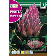 Zuckerrohr Cynaroides (Protea Cynaroides) 6g Rocalba