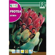 Zuckerstrauch Eximia (Protea Eximia) 6g Rocalba