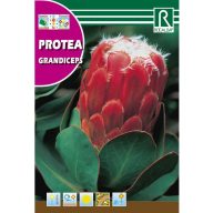   Zuckerstrauch Grandiceps (Protea grandiceps) 6 Körner Rocalba