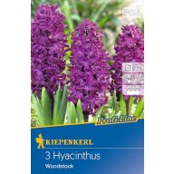 Blumenzwiebeln Jasmin Woodstock 3 Stück Kiepenkerl