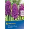 Blumenzwiebeln Jasmin Woodstock 3 Stück Kiepenkerl