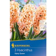 Blumenzwiebeln Jasmine Gipsy Queen 3 Stück Kiepenkerl