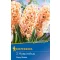 Blumenzwiebeln Jasmine Gipsy Queen 3 Stück Kiepenkerl