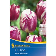 Zwiebel Tulpe Triumph Rems Sensation 7pcs Kiepenkerl