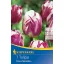 Zwiebel Tulpe Triumph Rems Sensation 7pcs Kiepenkerl